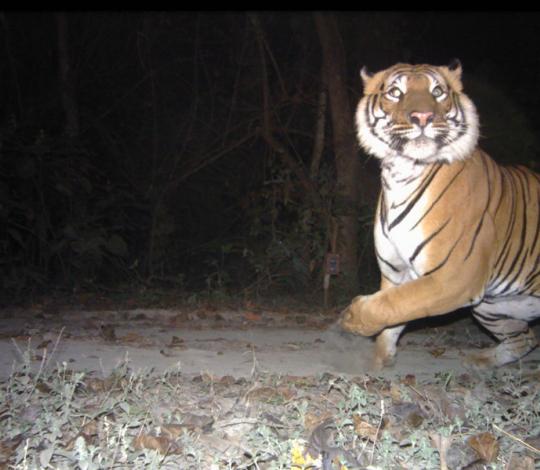 A tiger in the night.